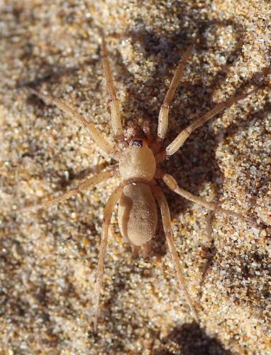Pterotricha sp.